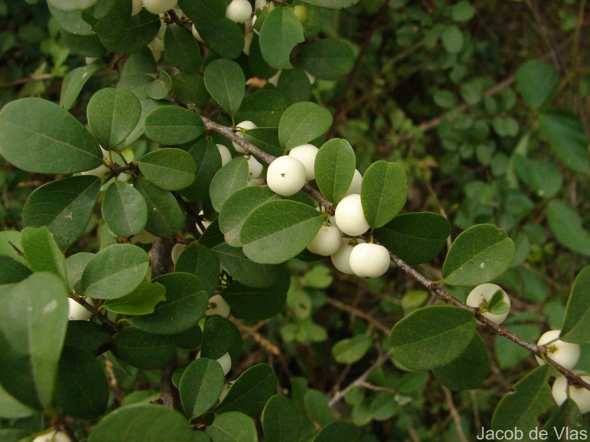 Flueggea leucopyrus Willd.